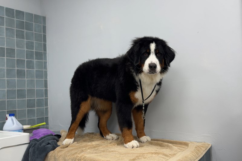 女人知己試用大隊,口碑行銷,部落客行銷,Downy Belly毛肚子,Downy Belly 保濕滋養胺基酸洗毛精,紅球薑淨膚配方,Downy Belly 保濕滋養胺基酸洗毛精-紅球薑淨膚配方,洗品天生防禦力，皮膚天生就很強,除了洗乾淨，其他的真的先不用,胺基酸清潔因子,好的界面活性劑，才能好洗,好沖淨,不易殘留,適量的細緻泡泡,狗貓皆適用,加拿大毒物學家安全把關,100%環保回收料再製瓶器,零廢棄為目標,低敏洗毛精,寵物訓練師好評,Downy Belly毛肚子,Downy Belly 皮膚救急胺基酸洗毛精,IPMP舒緩配方,Downy Belly 皮膚救急胺基酸洗毛精-IPMP舒緩配方,洗品天生防禦力,皮膚天生就很強,除了洗乾淨,其他的真的先不用,胺基酸清潔因子,APG+胺基酸清潔因子,IPMP高安全的成分,好的界面活性劑,才能好洗、好沖淨、不易殘留,適量的細緻泡泡,狗貓皆適用,加拿大毒物學家安全把關,100%環保回收料再製瓶器,零廢棄為目標,低敏洗毛精,寵物訓練師好評